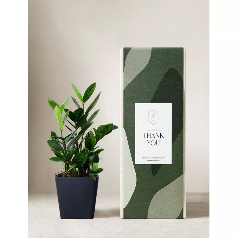 zz-plant ZZ Plant